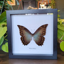 Morpho amphitryon In Frame
