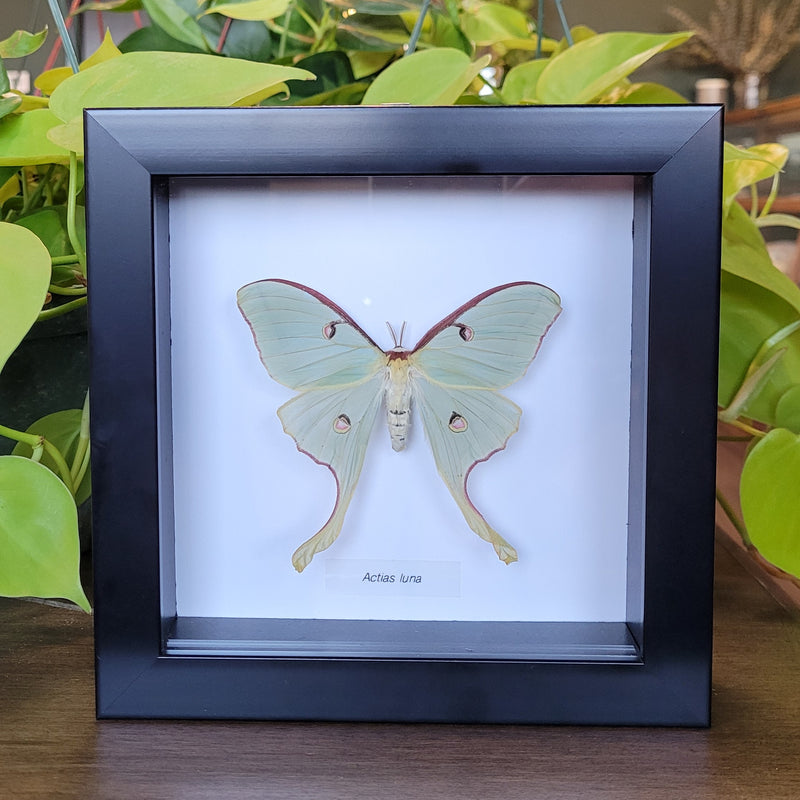 Luna Moth in Frame
