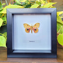 Io Moth in Frame