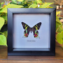 Madagascan Sunset Moth in Frame