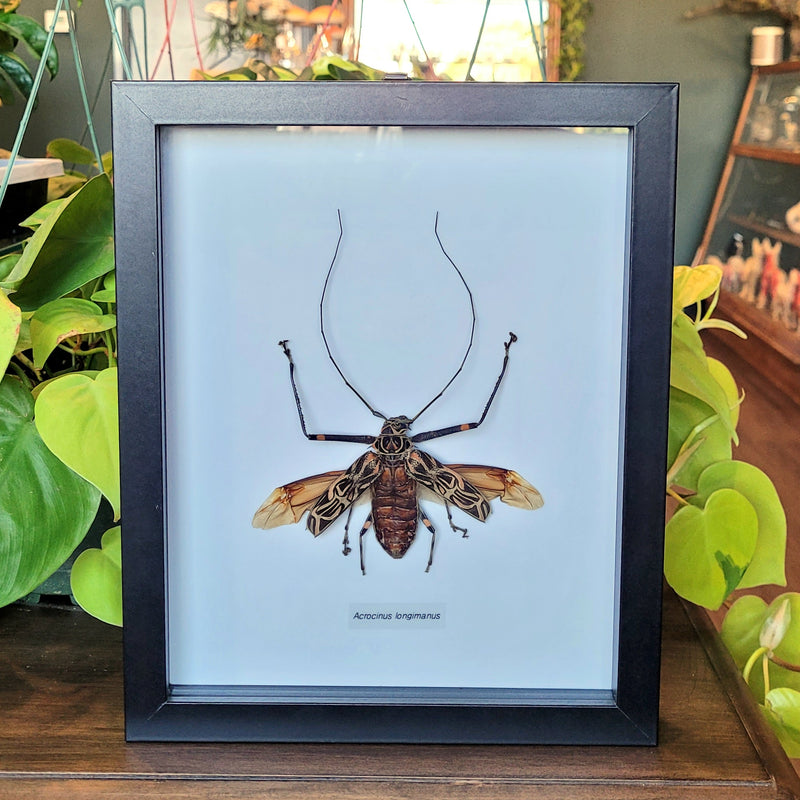 Harlequin Beetle in Frame