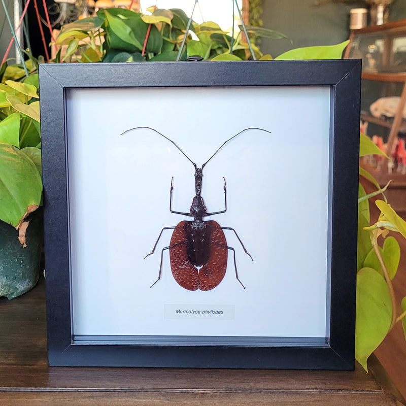 Violin Beetle in Frame