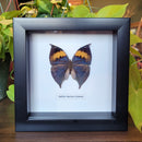 Orange Oakleaf Butterfly in Frame
