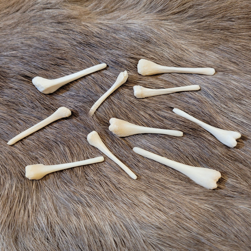 Beaver Baculum Bone