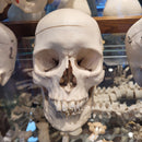 Human Skull