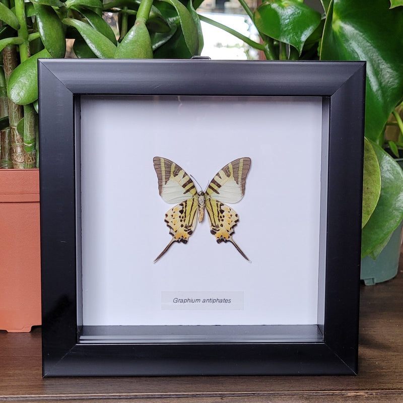 Five-bar Swordtail Butterfly in Frame