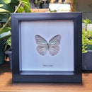 Wanderer Butterfly In Frame