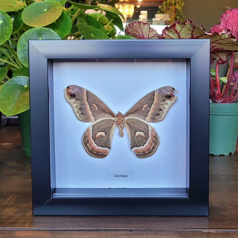 Tattered Cecropia Moth in Frame