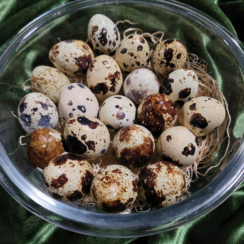 Quail Egg