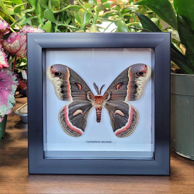 Cecropia Moth in Frame