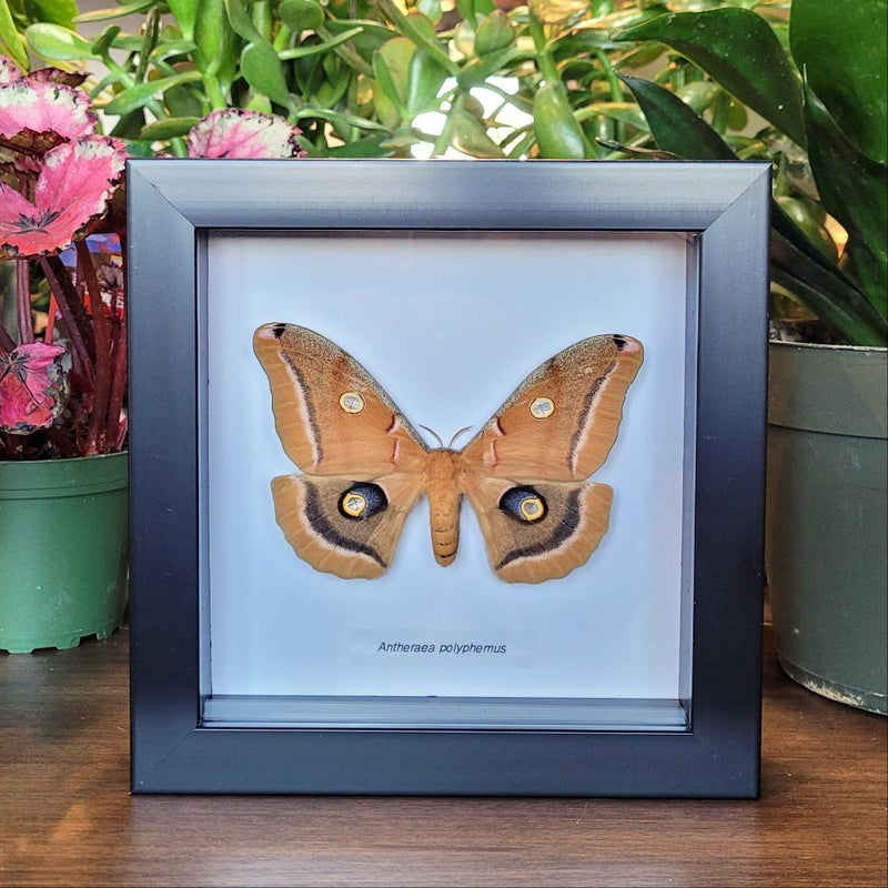 Polyphemus Moth in Frame