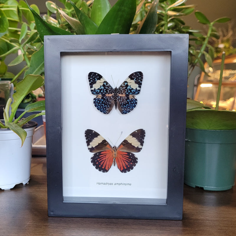 Red Cracker Butterfly Comparison in Frame