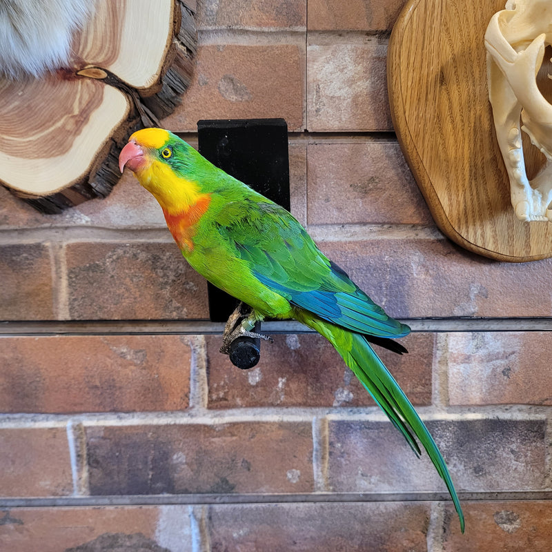 Superb Parrot Taxidermy Mount