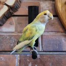 Color Morph Lovebird Taxidermy Mount