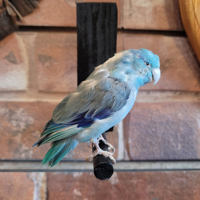 Pacific Parrotlet Taxidermy Mount