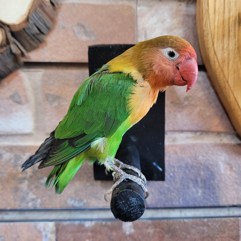 Peach-faced Lovebird Taxidermy Mount