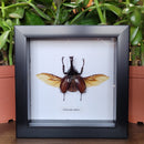 Brown Rhinoceros Beetle in Frame