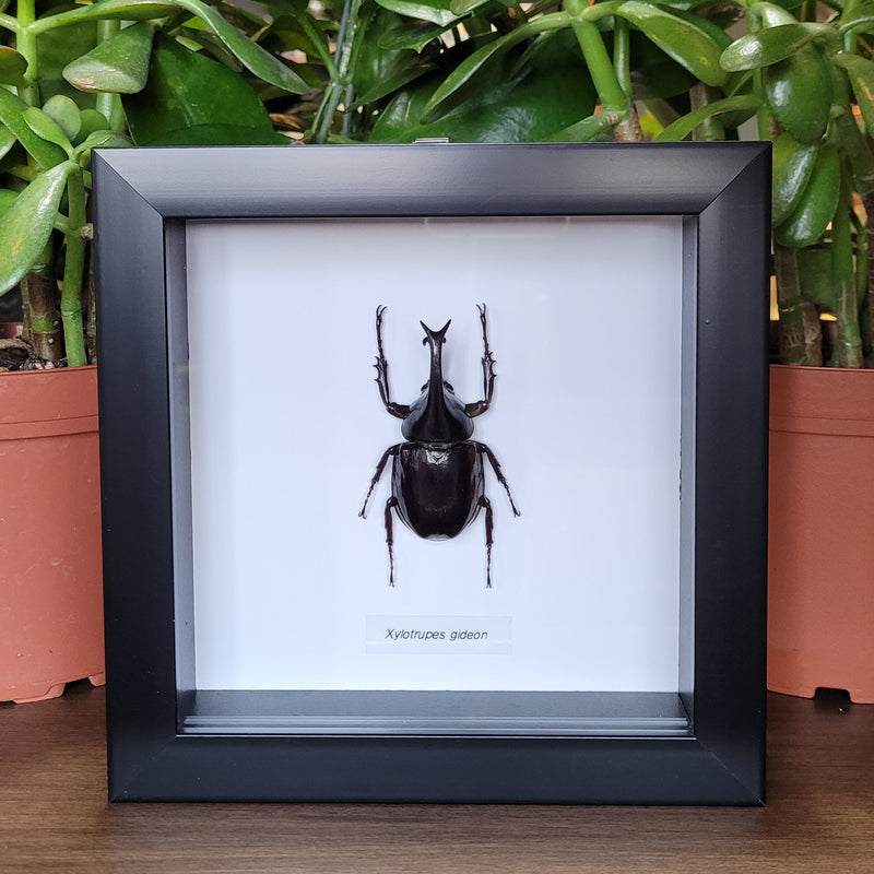 Brown Rhinoceros Beetle in Frame