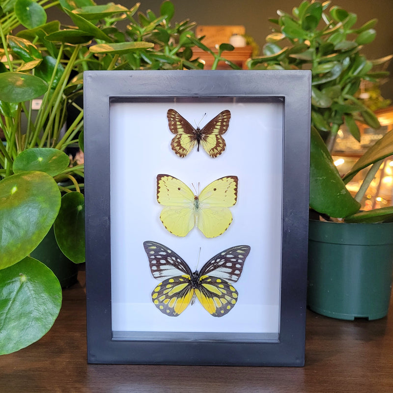 Yellow Butterfly Collection in Frame