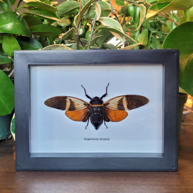 Angamiana floridula Cicada in Frame