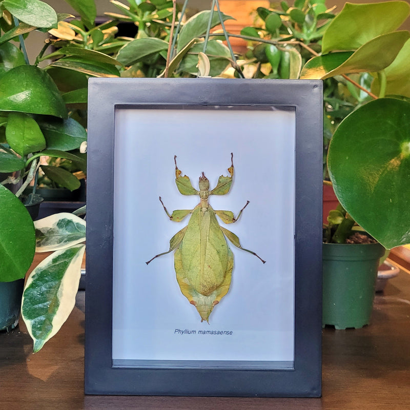 Leaf Insect in Frame