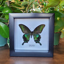 Alpine Black Swallowtail Butterfly in Frame