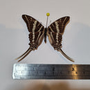 Graphium rhesus