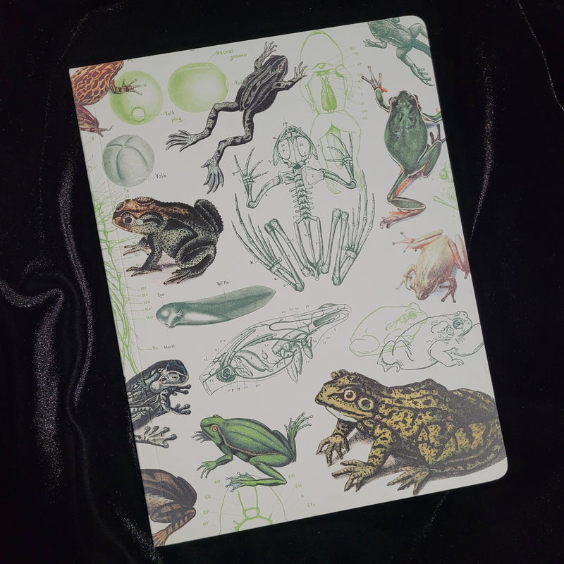 Frogs & Toads Softcover Lined Notebook