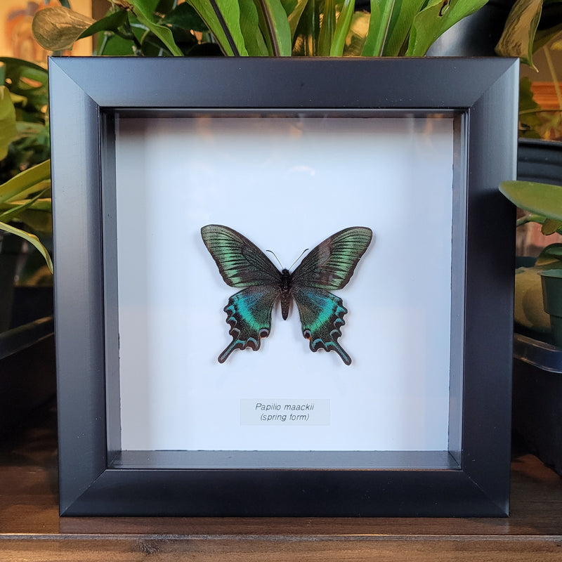Alpine Black Swallowtail Butterfly in Frame