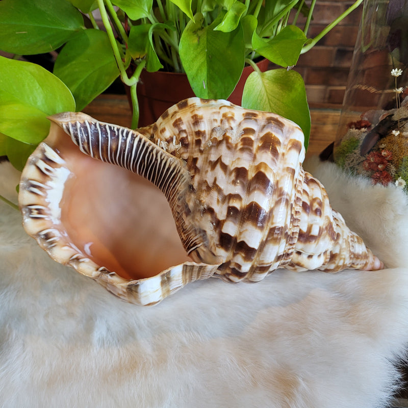 Giant Caribbean Triton Shell