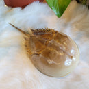 Horseshoe Crab