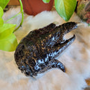 Taxidermy Large Alligator Foot