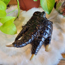 Taxidermy Large Alligator Foot