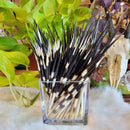 Thick African Porcupine Quills