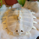 Soft Shell Turtle Skull and Shell