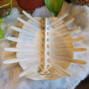 Soft Shell Turtle Skull and Shell