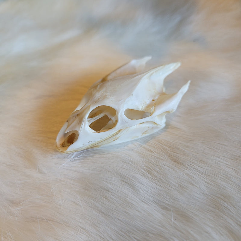 Soft Shell Turtle Skull and Shell