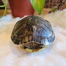 Red-eared Slider Turtle Shell