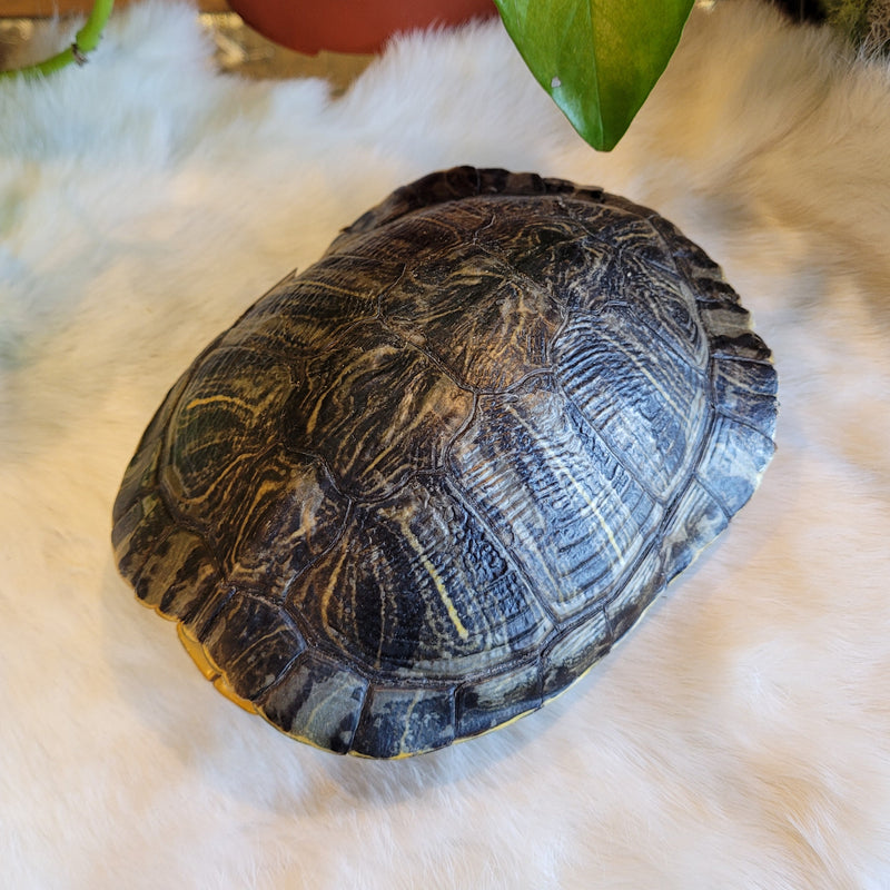 Slider Turtle Shell Red-eared Slider Turtle Shell