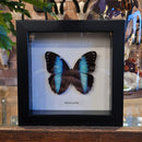 Blue-banded Morpho in Frame
