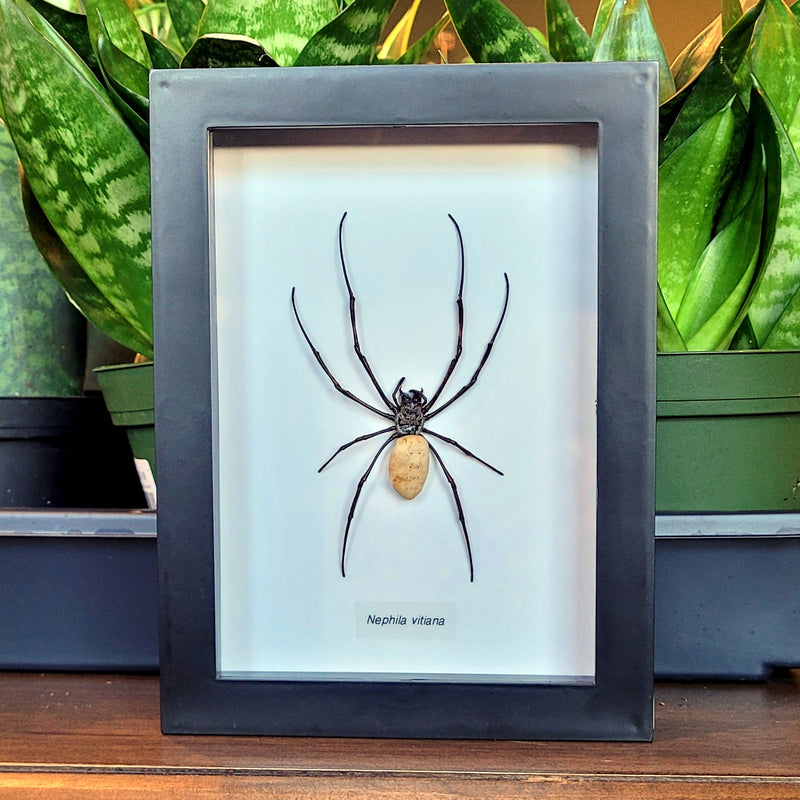 Orb Weaver Spider in Frame