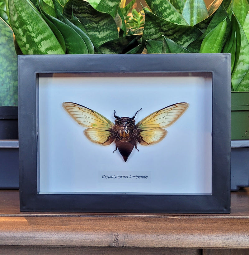 Greenwing Cicada in Frame
