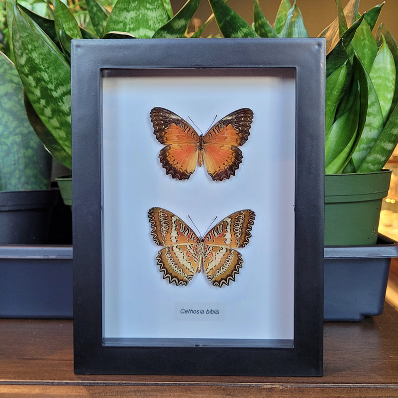 Red Lacewing Butterfly Comparison in Frame