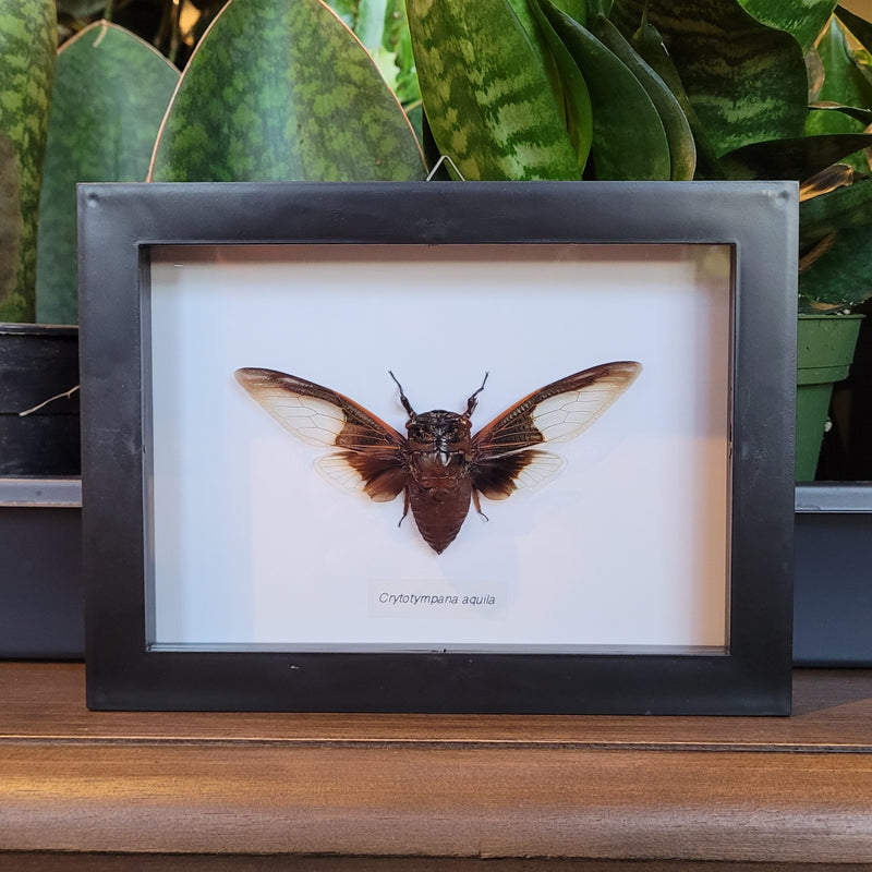Batwing Cicada in Frame