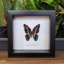 Milon's Bluebottle Butterfly in Frame