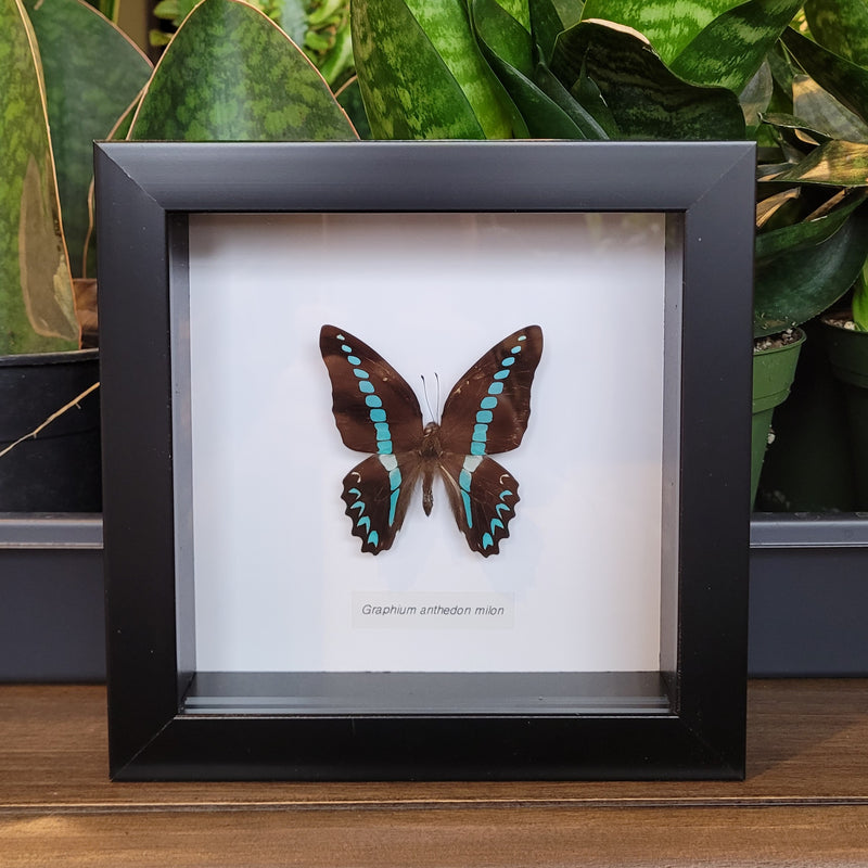 Milon's Bluebottle Butterfly in Frame