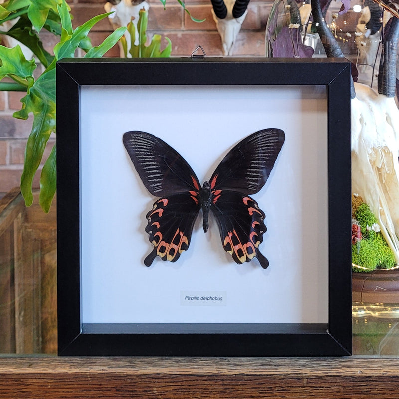 Papilio deiphobus Butterfly in Frame