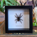 Small Tarantula in Frame