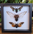 Cicada Trio in Frame