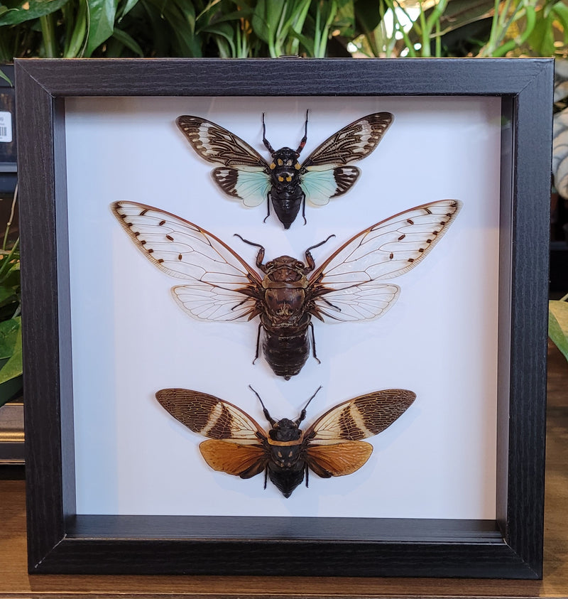 Cicada Trio in Frame